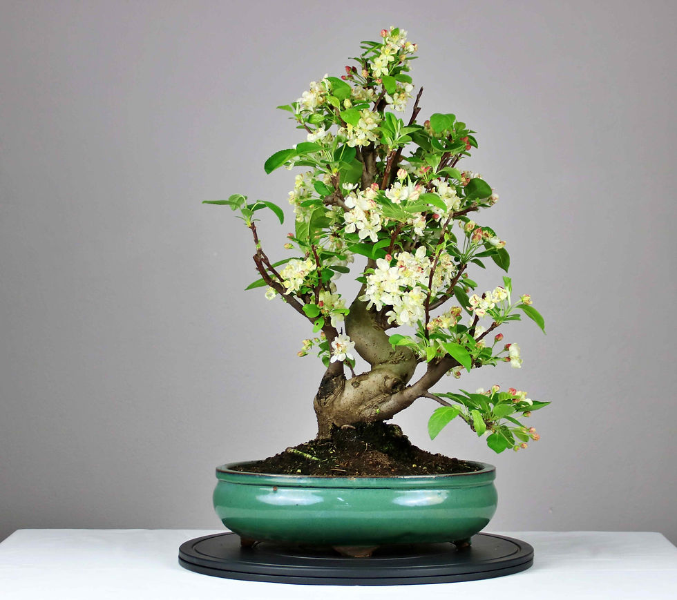 Μικρογραφία: AENAON BONSAI - MALUS