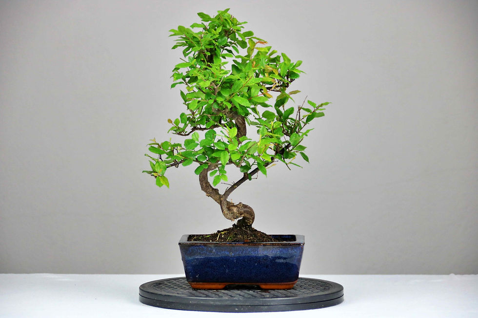 AENAON BONSAI - SAGERETIA