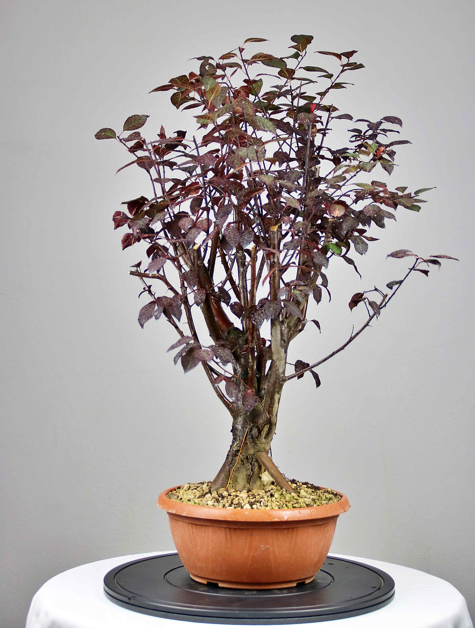 Μικρογραφία: AENAON BONSAI - PRUNUS CERASIFERA