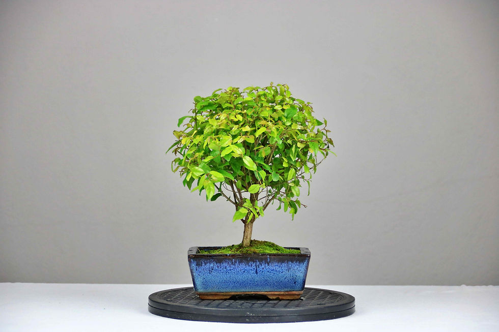 AENAON BONSAI - SAGERETIA