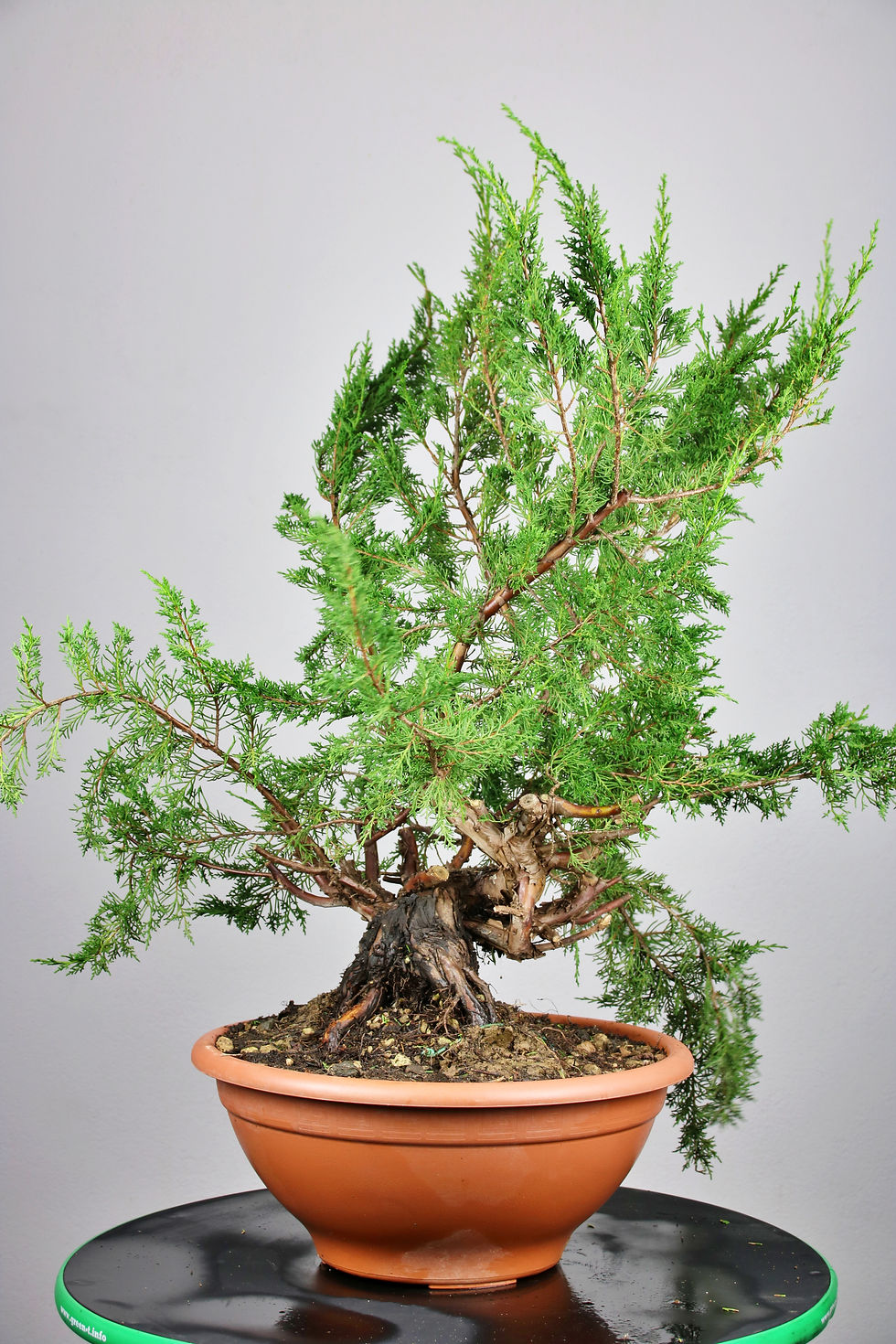 Μικρογραφία: AENAON BONSAI - JUNIPERUS ITOIGAWA XL