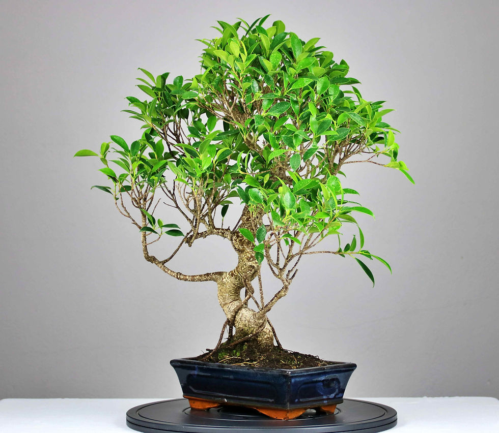 Μικρογραφία: AENAON BONSAI - FICUS RETUSA