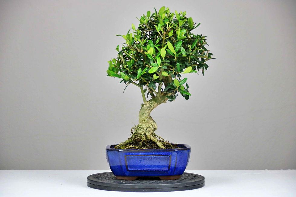 Μικρογραφία: AENAON BONSAI - OLEA SYLVESTRIS