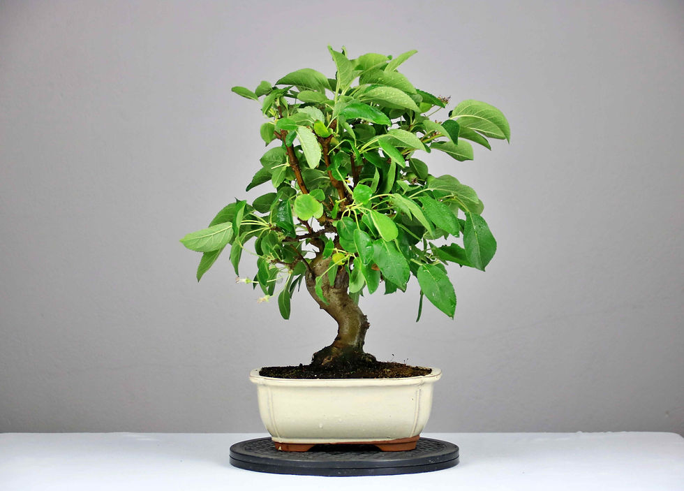 Μικρογραφία: AENAON BONSAI - MALUS