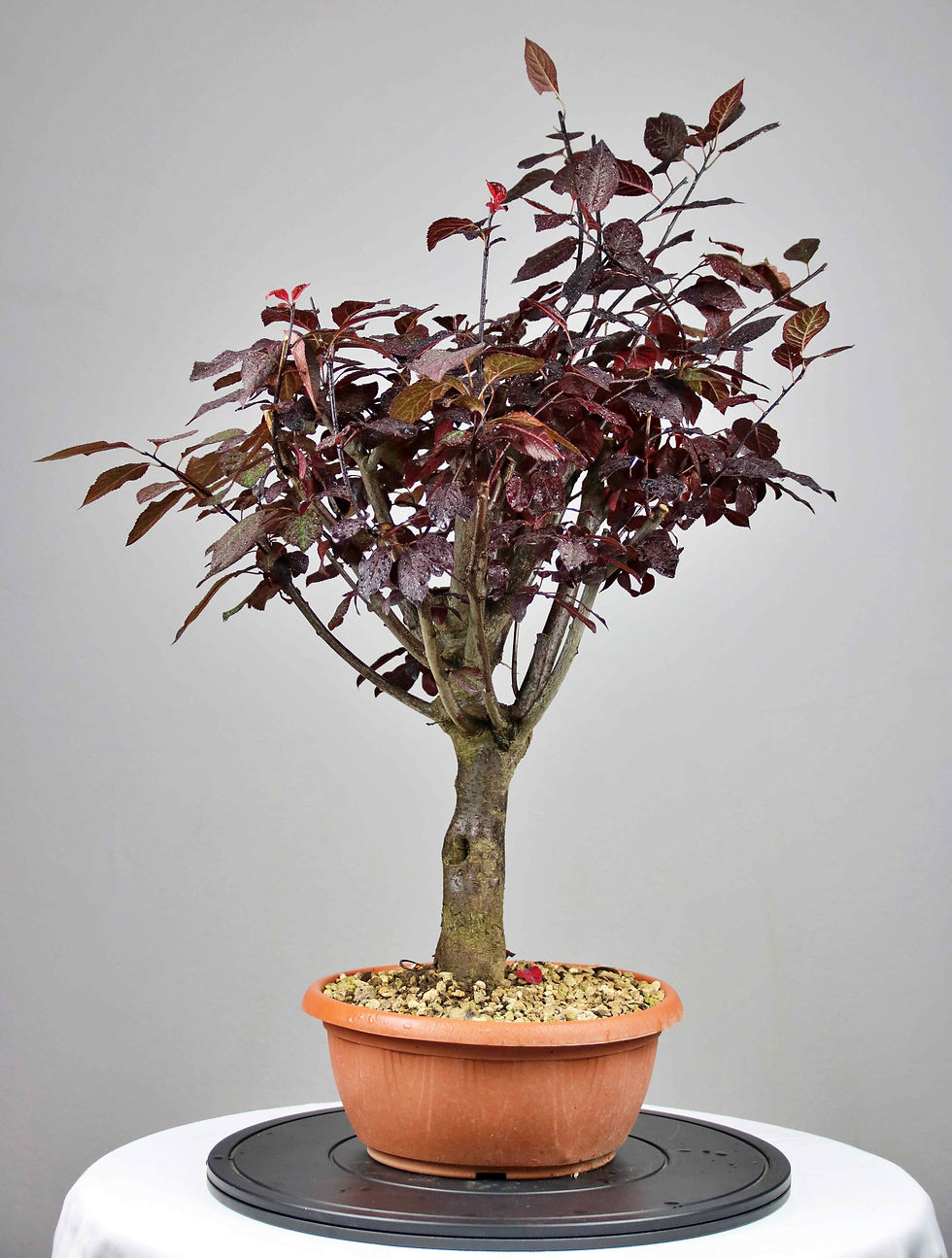 AENAON BONSAI - PRUNUS CERASIFERA