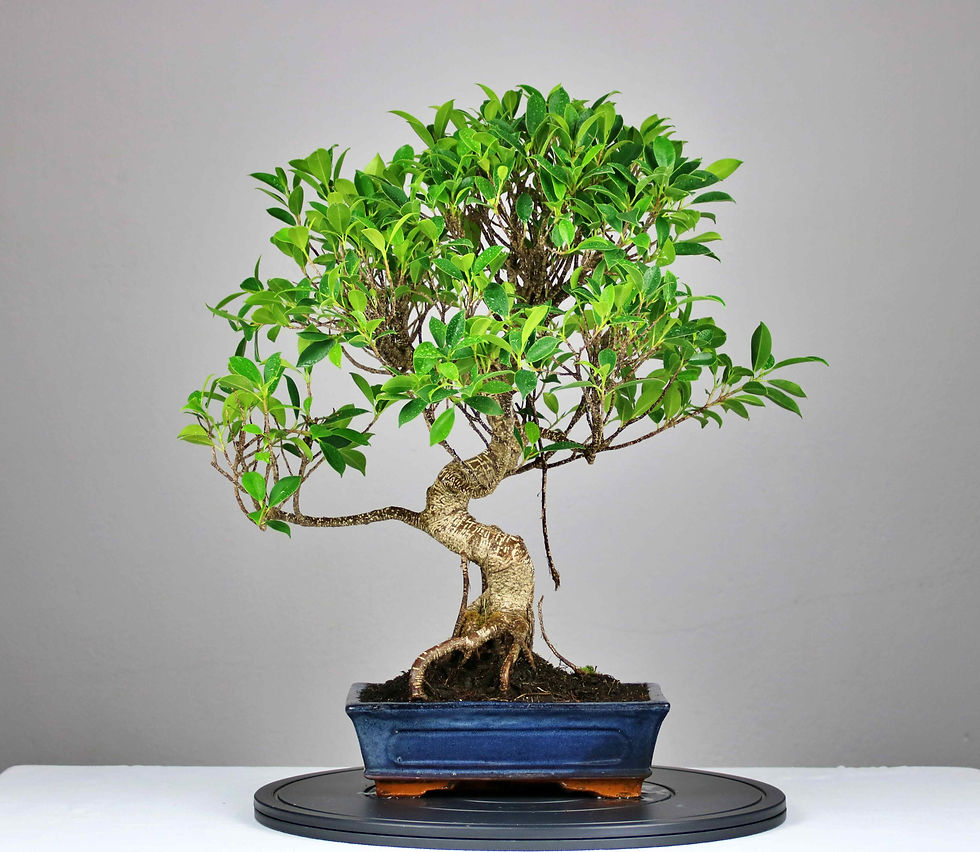 AENAON BONSAI - FICUS RETUSA