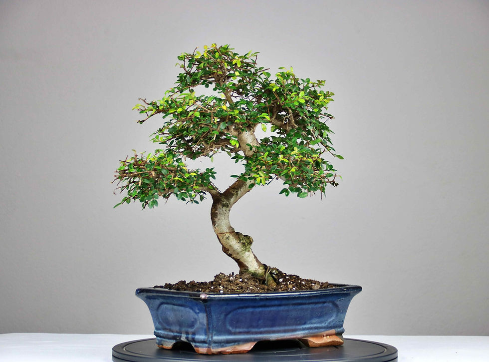 Μικρογραφία: Κινέζικη Φτελιά 45cm (Zelkova Parvifolia)