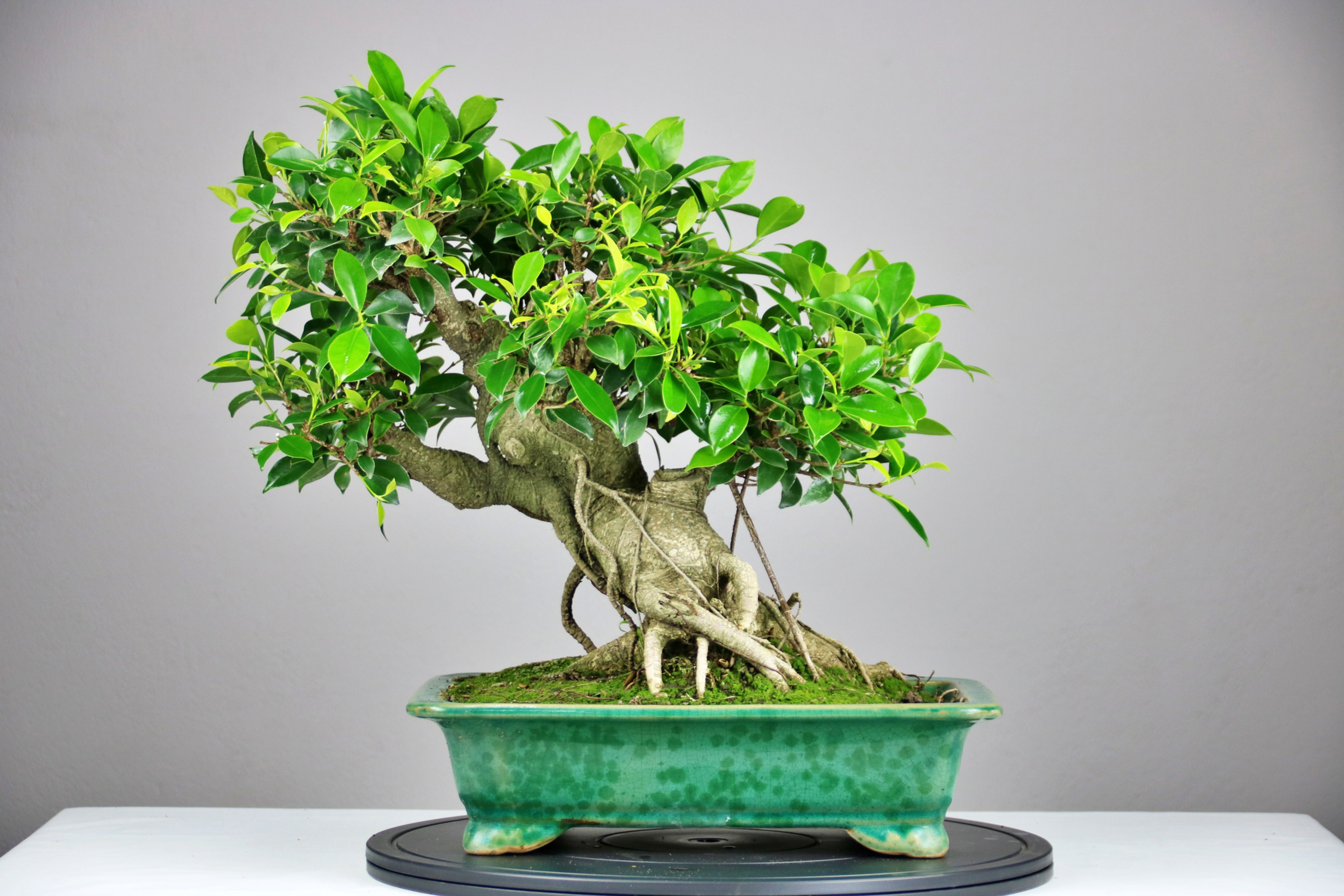 Φίκος Ρετούσα 44cm (Ficus Retusa)
