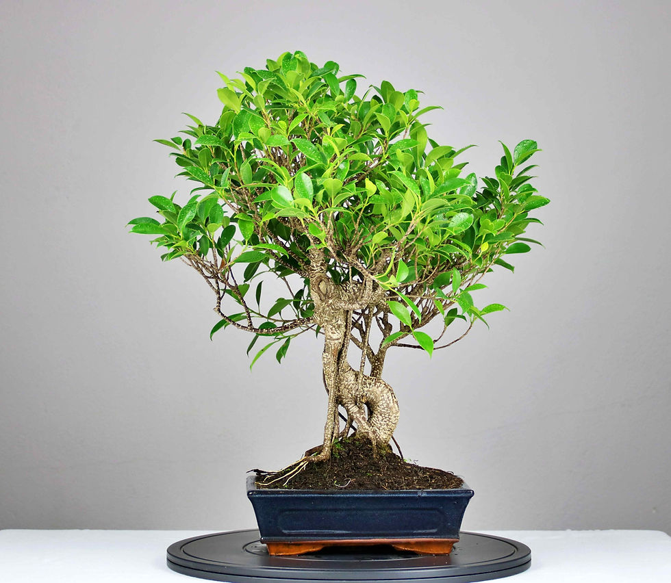 AENAON BONSAI- FICUS RETUSA