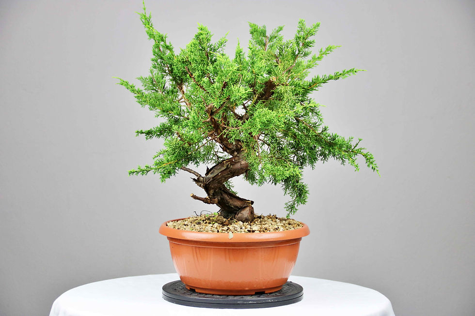 AENAON BONSAI - JUNIPER ITOIGAWA