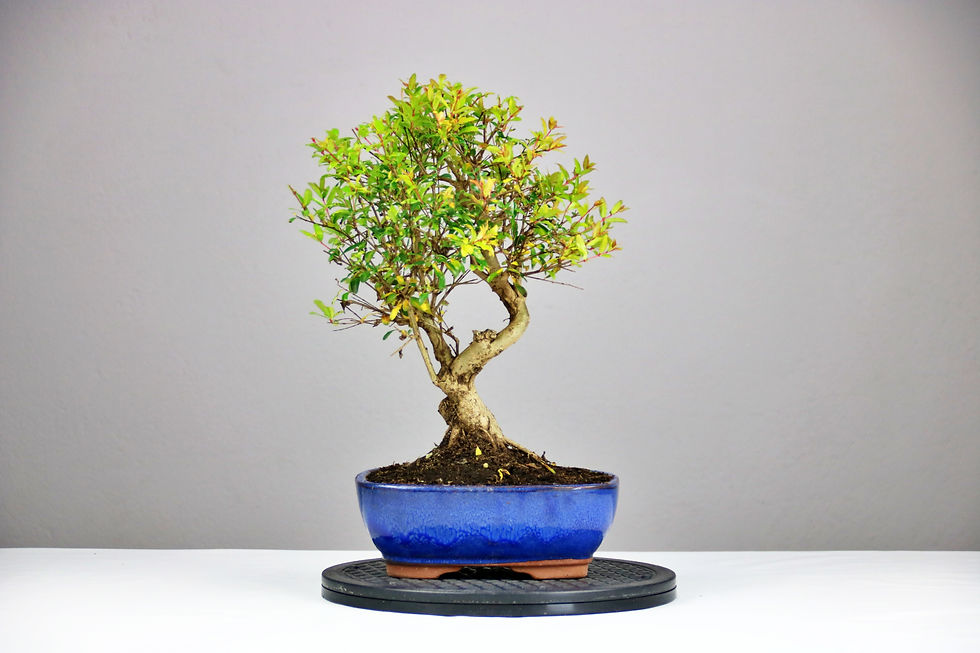 Μικρογραφία: AENAON BONSAI - PUNICA GRANATUM
