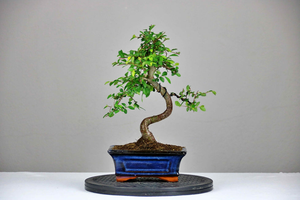 AENAON BONSAI - ZELKOVA