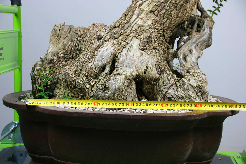 Μικρογραφία: AENAON BONSAI - OLEA SYLVESTRIS GIANT