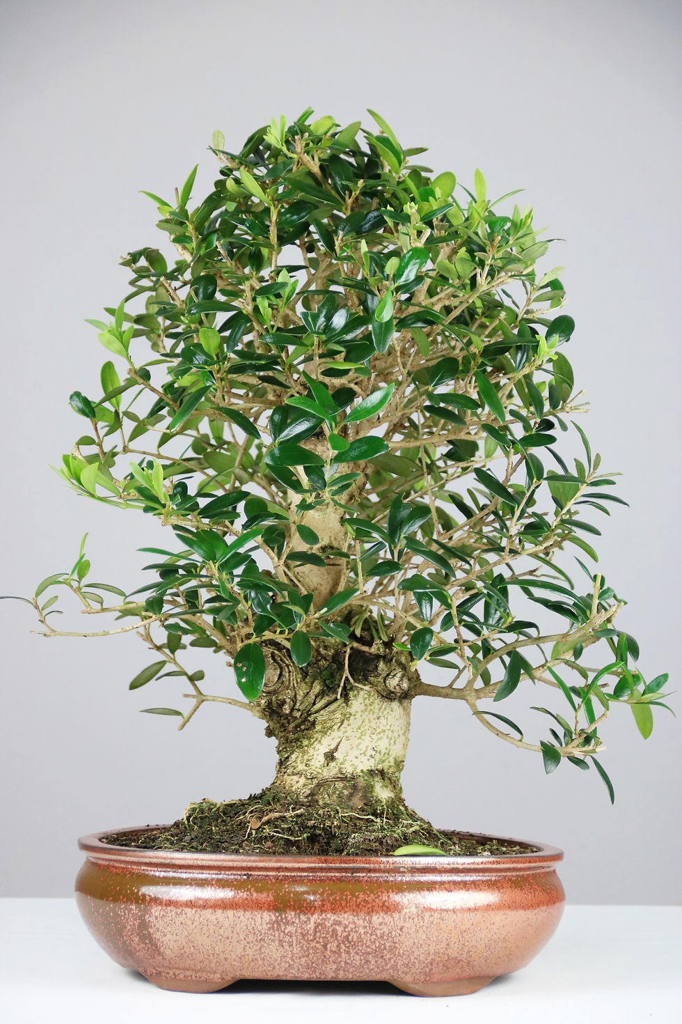 Μικρογραφία: Ελιά 50cm  (Olea Europaea)