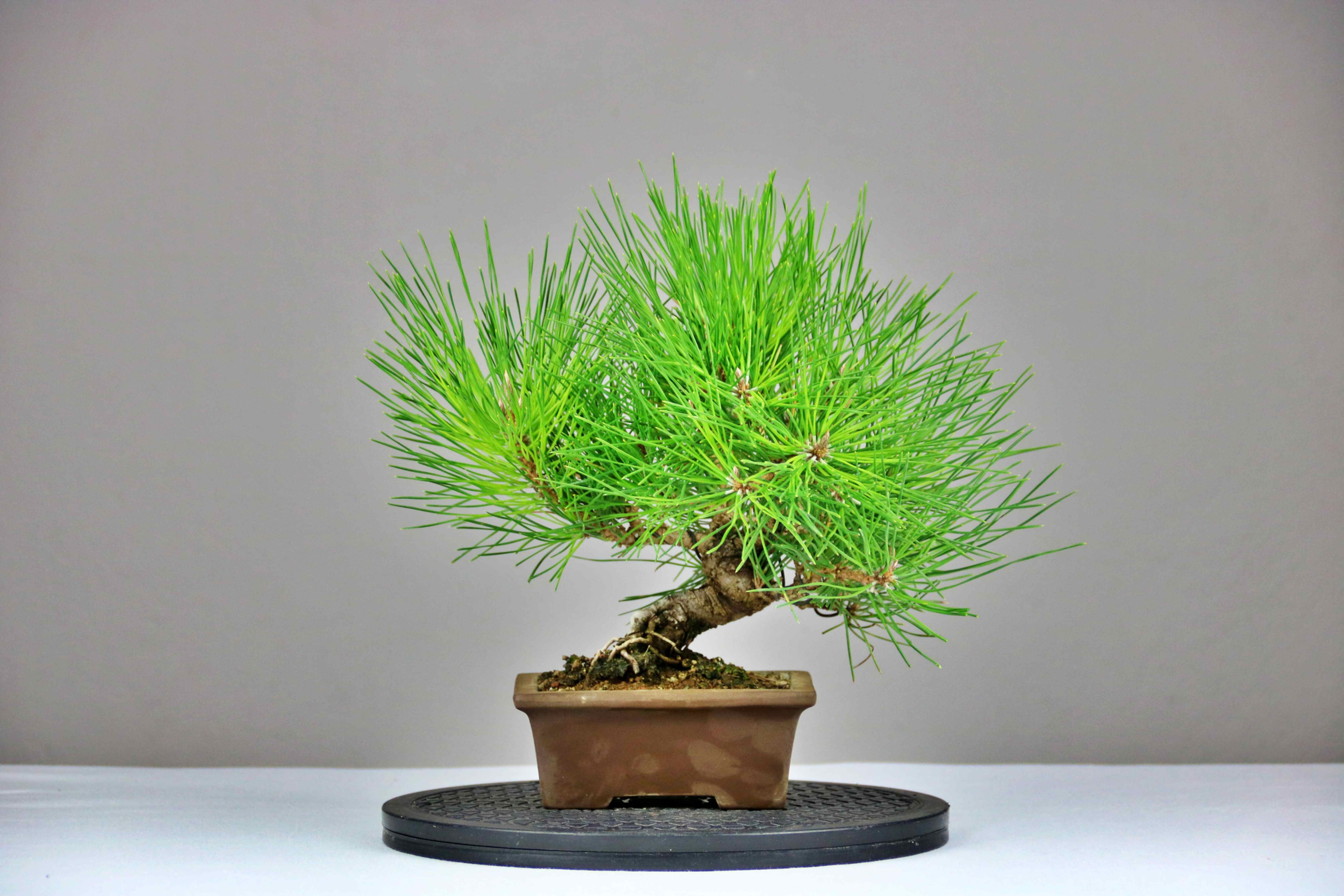 Ιαπωνική Μαύρη Πεύκη (Pinus Thunbergii)