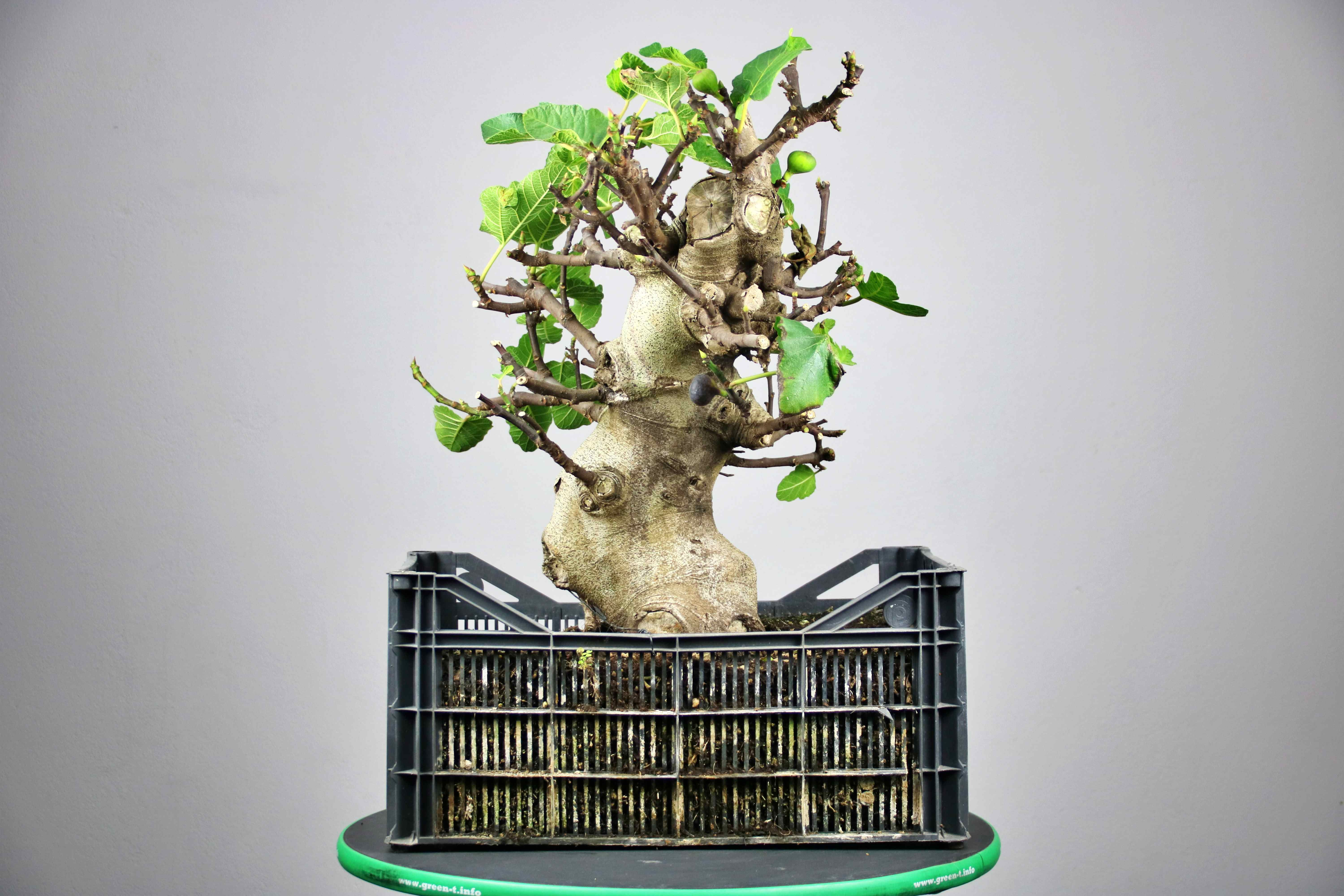 Συκιά 70cm XXL (Ficus Carica)