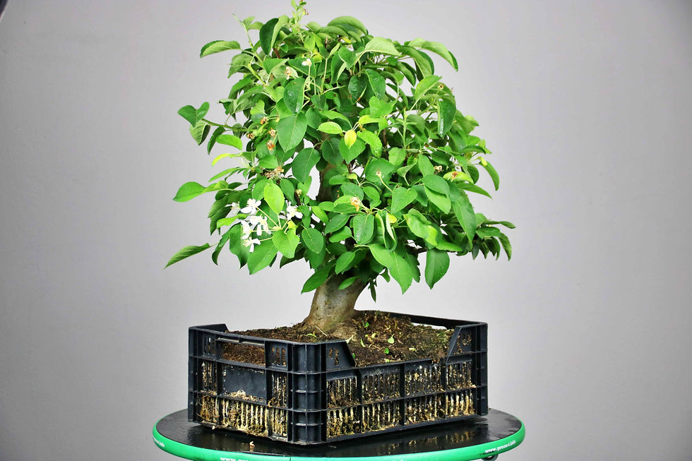 Μικρογραφία: AENAON BONSAI - MALUS