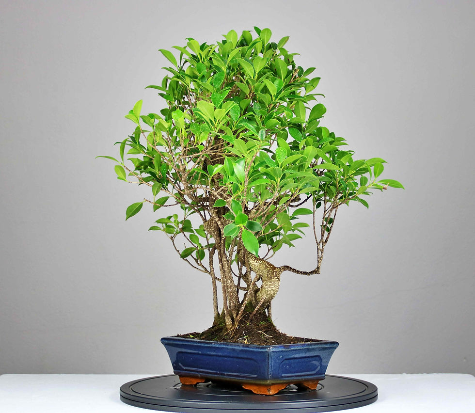 Μικρογραφία: AENAON BONSAI - FICUS RETUSA