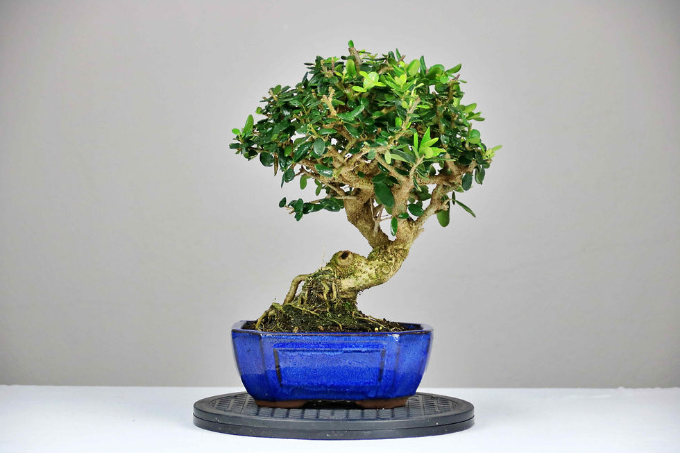 AENAON BONSAI - OLEA SYLVESTRIS