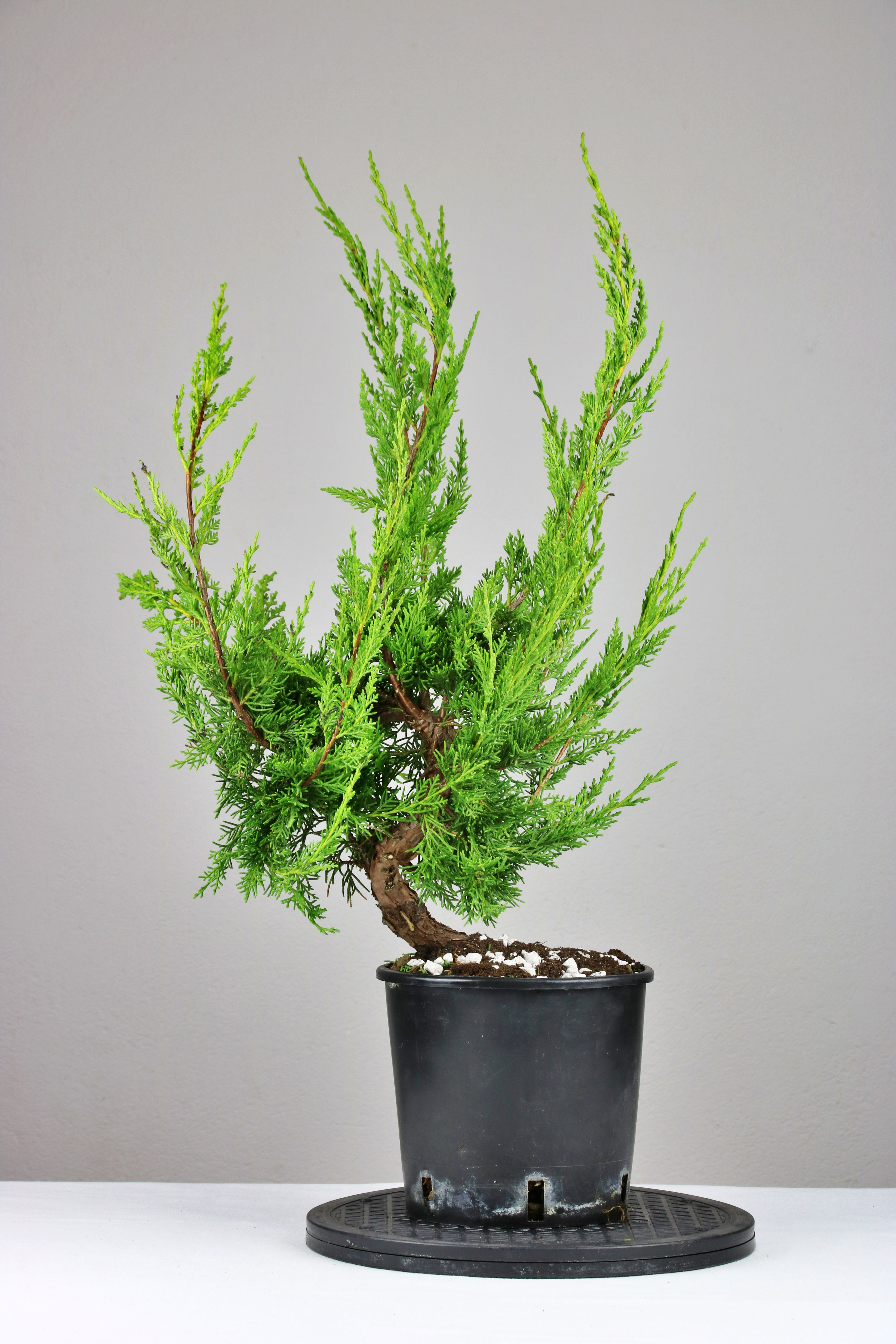 Γιουνίπερος Itoigawa (Juniper Itoigawa)