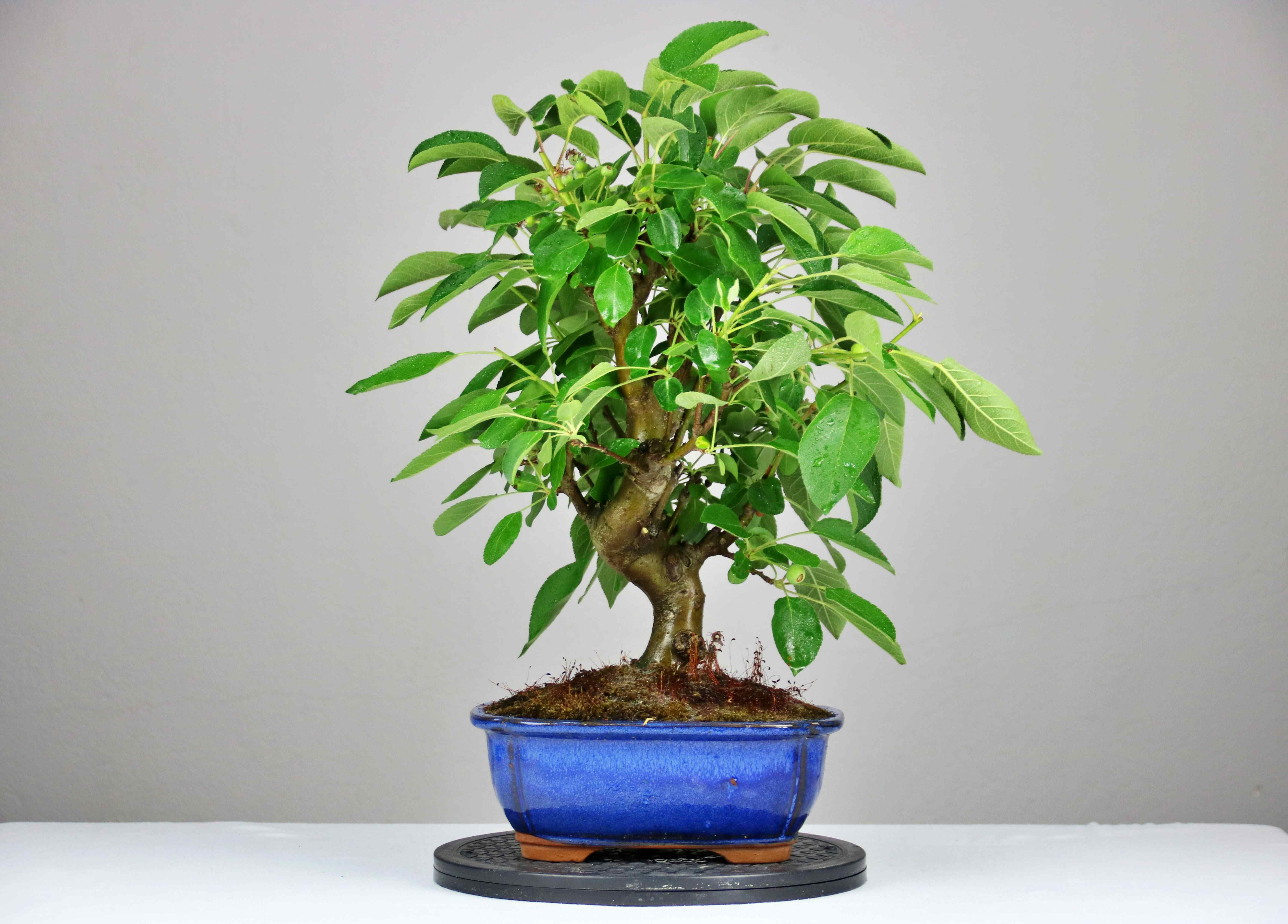 AENAON BONSAI - MALUS