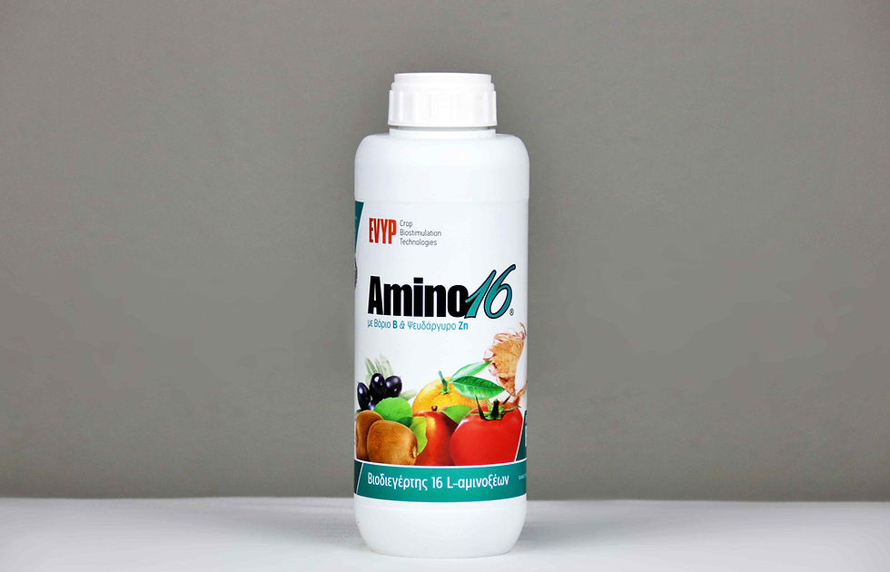 AENAON BONSAI - AMINO16