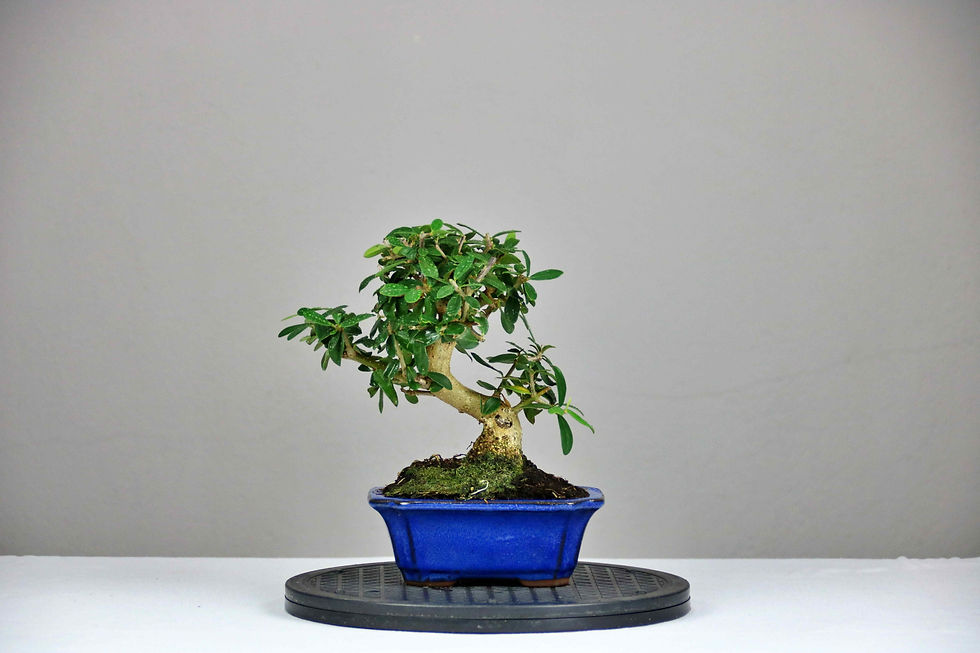 AENAON BONSAI - OLEA SYLVESTRIS