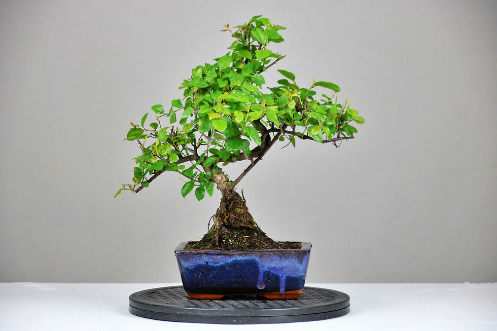 AENAON BONSAI - SAGERETIA
