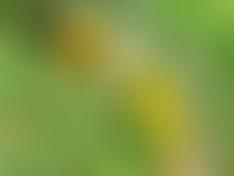 Ayu Henna シャンプー