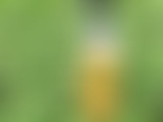 Ayu Henna 🍃シャンプー