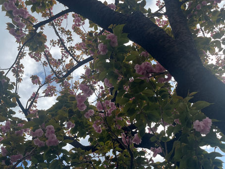 八重桜