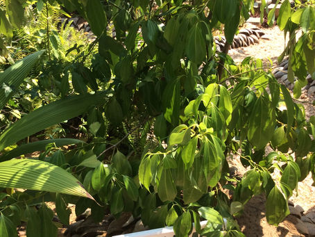 アーユルヴェーダ旅 番外編