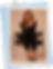 novo-2.png