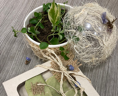 Cajas y materas de plantas