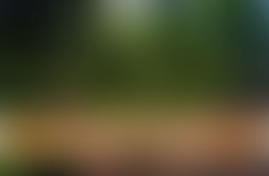 LA PHOTOGRAPHIE EN FORÊT : 20 PROBLÈMES ET LEURS SOLUTIONS