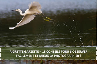 AIGRETTE GARZETTE : 15 CONSEILS POUR L’OBSERVER FACILEMENT ET MIEUX LA PHOTOGRAPHIER !