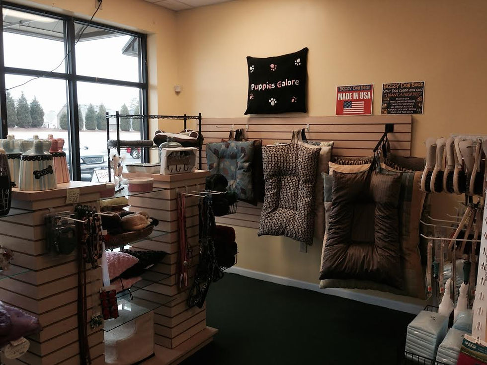 Doggy Beds at Puppies Galore