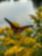 IMG_1197.jpeg
