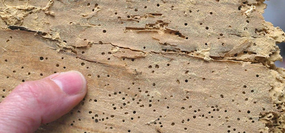 Oak