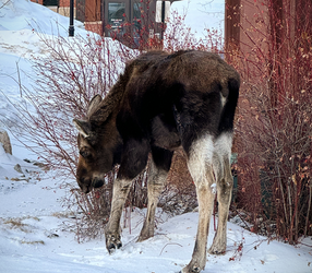 "Moose Calf" -- Breckenridge, Colorado, USA, JR Photos