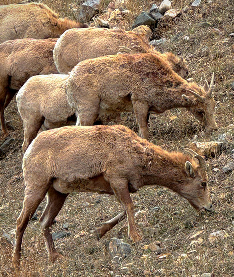 "Grazing Big Horn Sheep" -- Georgetown, Colorado, USA, JR Photos