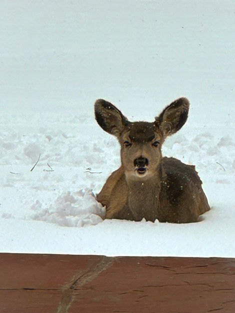 "Deer In Snow" -- Raton, New Mexico, USA, JR Photos