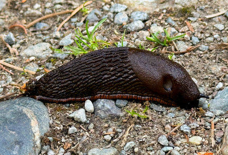 "Slug" -- Whistler, Canada, JR Photos