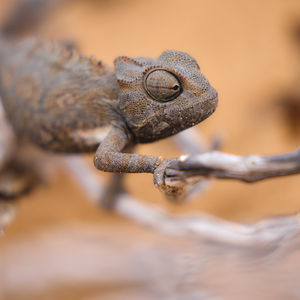 Reptilien & Insekten