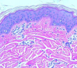 H&E Stain Kit