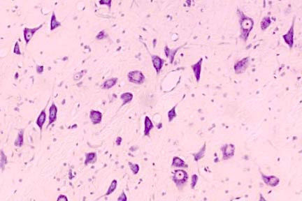 Nissl Stain Kit