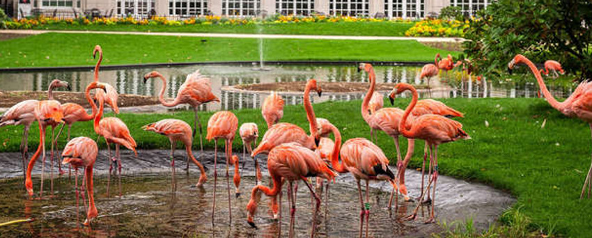 ZOO-ANTWERPEN3.jpg