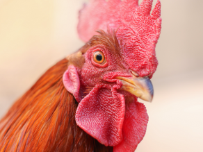 Chicken Licken's Chicken Shop - Funny Chicken Poem for Kids
