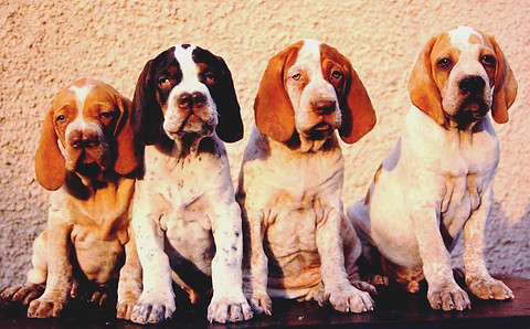 Varios cachorros de Pachón Navarro Alajú