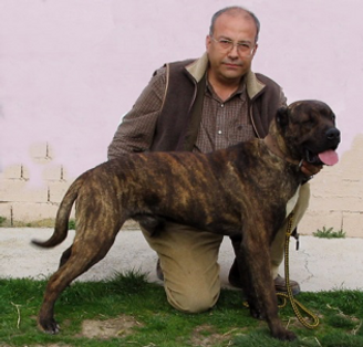 2006 “Napoleón” De la rehala de Mendoza
